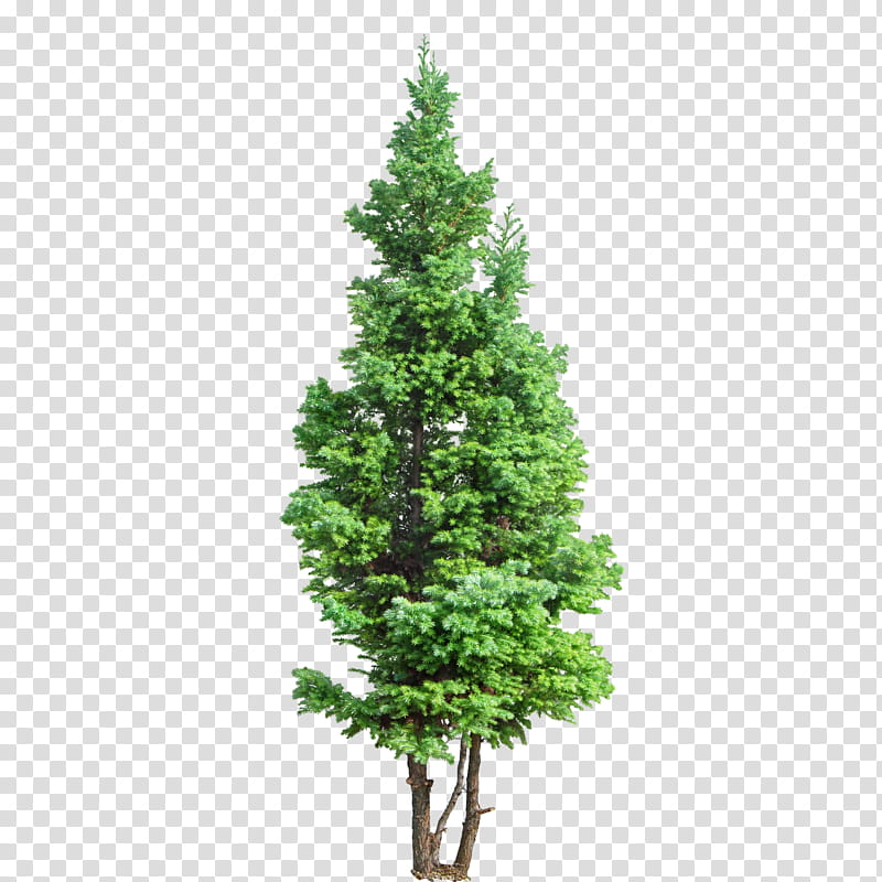 White Christmas Tree, Artificial Christmas Tree, Prelit Tree, Christmas Tree Stands, Pine, Christmas Day, Vickerman Company, White Spruce transparent background PNG clipart