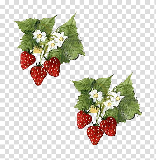 Paper Flower, Strawberry, Food, Fruit, Loganberry, Berries, Boysenberry, Cloth Napkins transparent background PNG clipart