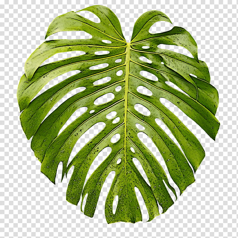 leaf monstera deliciosa green plant flower, Terrestrial Plant, Alismatales, Houseplant, Arum Family, Anthurium transparent background PNG clipart