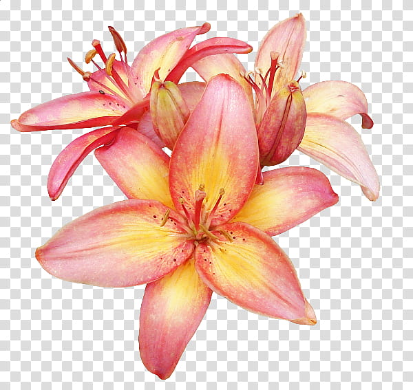 Lily Flower, Cut Flowers, Frames, Blog, Petal, Love, Husband, Pink transparent background PNG clipart