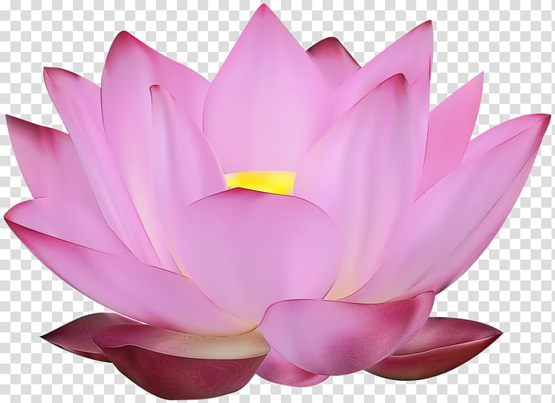 Pink Flower, Nymphaea Nelumbo, Lotusflow3r, Egyptian Lotus, Petal, Lotus Family, Aquatic Plant, Sacred Lotus transparent background PNG clipart