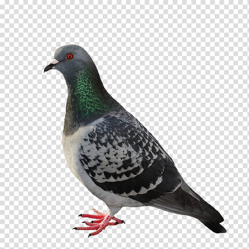 vw dove, blue and gray pigeon transparent background PNG clipart