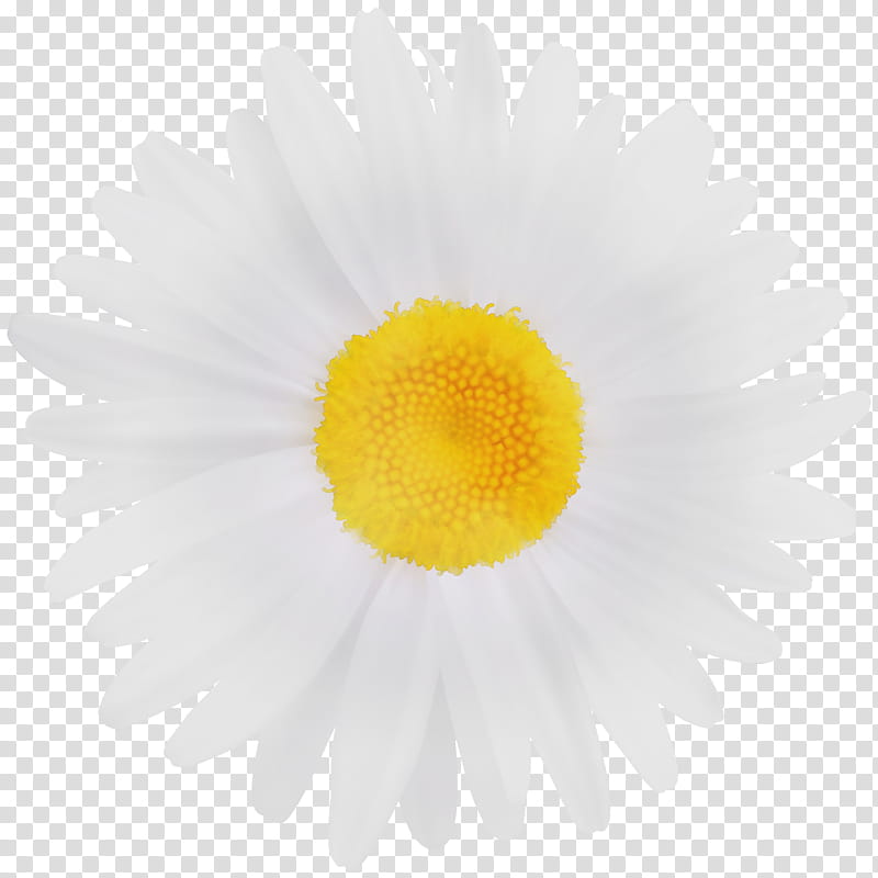 Watercolor Flower, Paint, Wet Ink, Common Daisy, Oxeye Daisy, Chrysanthemum, Chamomile, Video transparent background PNG clipart