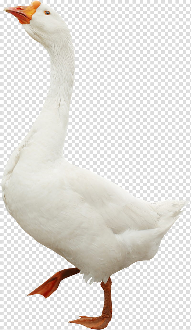Snow White, Goose, Duck, Emden Goose, Domestic Goose, Swans, Swan Goose, Roast Goose transparent background PNG clipart