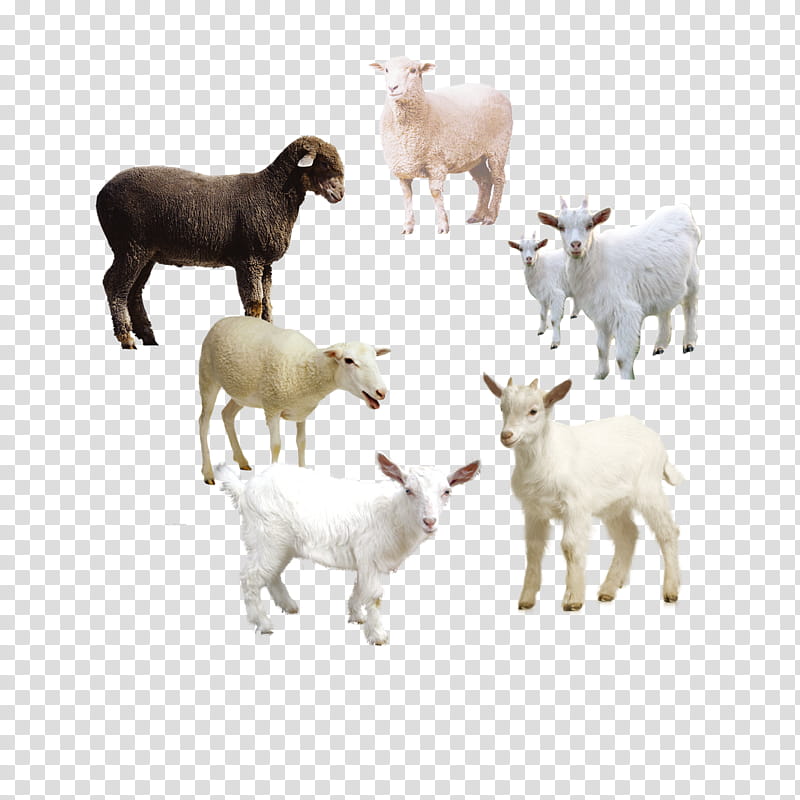 Cartoon Sheep, Goat, Cattle, Sheep Farming, Caprinae, Bovidae, Goats, Horn transparent background PNG clipart