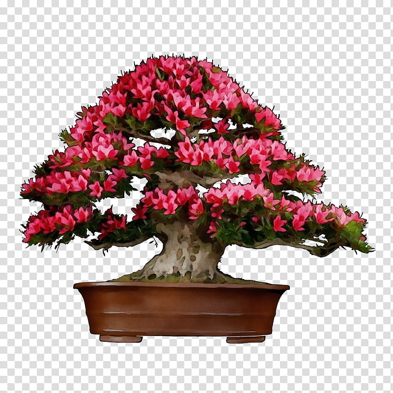 Bonsai Tree, Chinese Sweet Plum, Shrub, Flower, Houseplant, Flowerpot, Woody Plant, Azalea transparent background PNG clipart