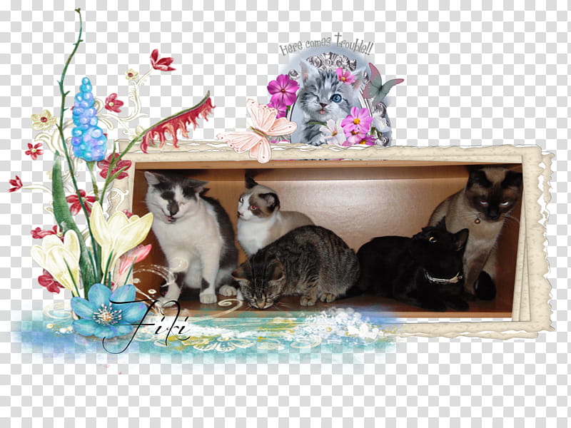Frame Frame, Kitten, Whiskers, Cat, Frames transparent background PNG clipart