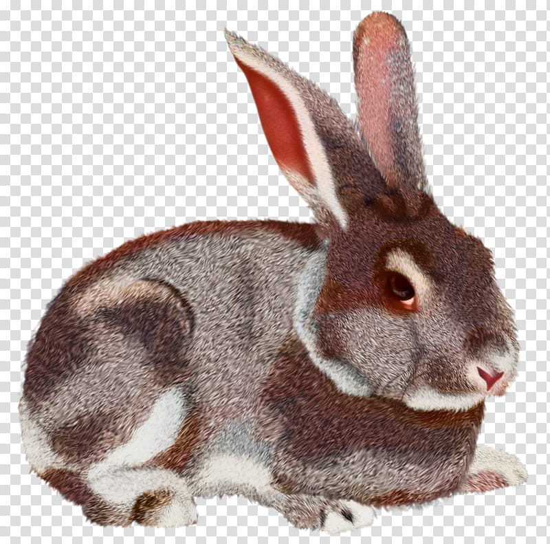 Mountain, Hare, Rabbit, Rabbit Rabbit Rabbit, New England Cottontail, Cottontail Rabbit, Leporids, Mountain Cottontail transparent background PNG clipart