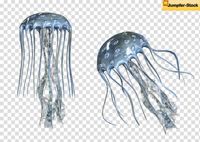 Giant Jellyfish , two gray jellyfishes transparent background PNG clipart