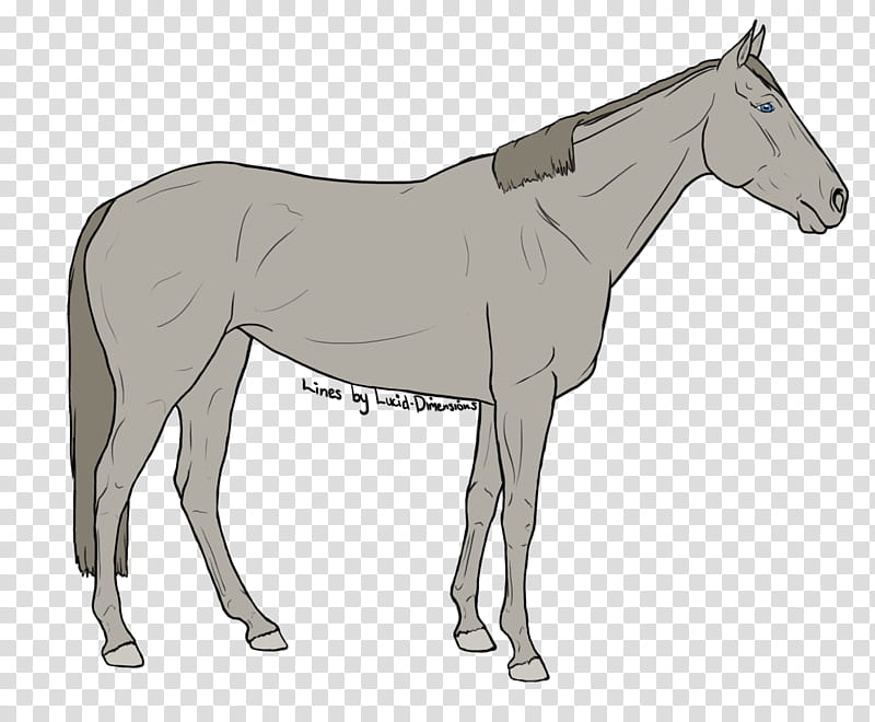 Horse, European Pine Marten, Thoroughbred, Animal, Mural, Breed, Rein, Mane transparent background PNG clipart