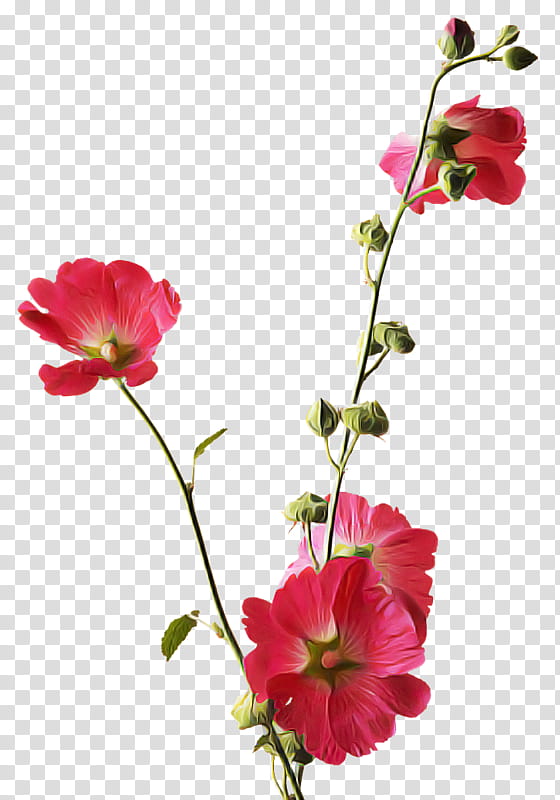 flower flowering plant plant petal pink, Cut Flowers, Plant Stem, Hollyhocks, Pink Family, Annual Plant transparent background PNG clipart