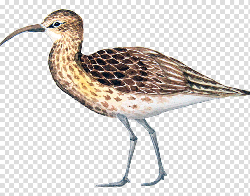 Water, Beak, Bird, Calidris, Water Bird, Common Redshank, Snipe, Fauna transparent background PNG clipart