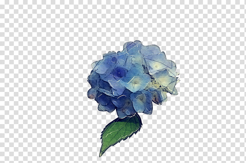 Blue Iris Flower, Hydrangea, Shrub, Cut Flowers, Rose, Flower Green, Petal, Rose Family transparent background PNG clipart