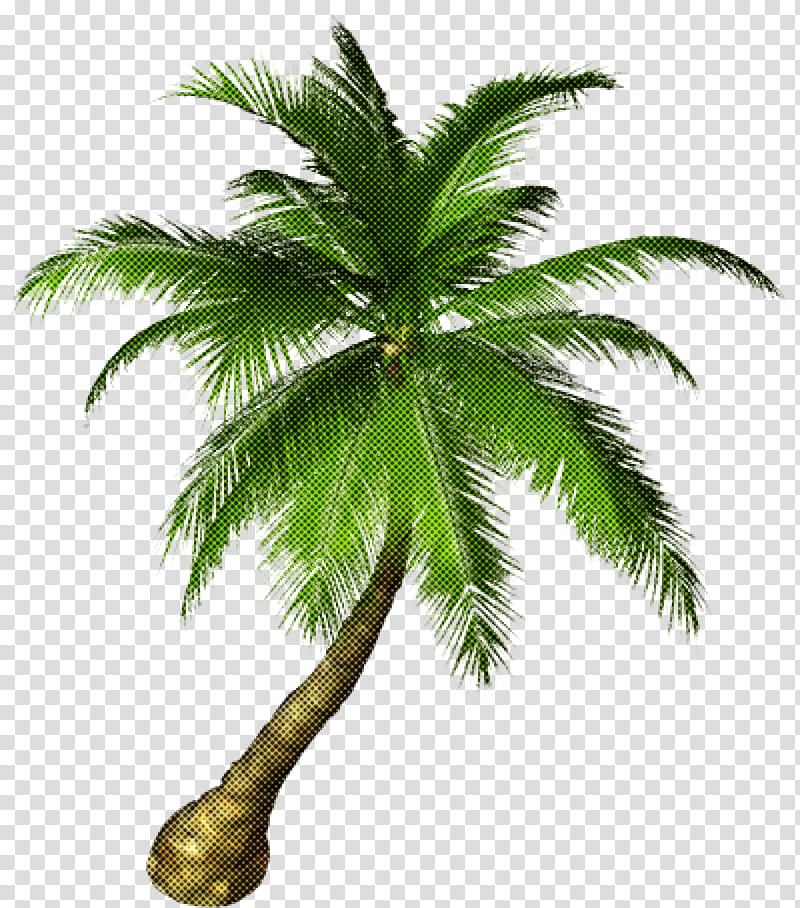 Palm tree, Plant, Leaf, Arecales, Woody Plant, Terrestrial Plant, Elaeis, Attalea Speciosa transparent background PNG clipart