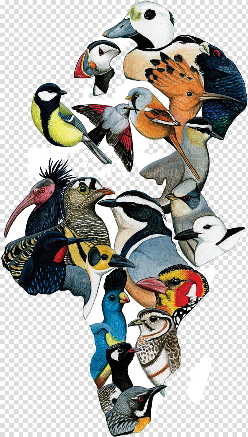 Bird, Ebird, Cornell Lab Of Ornithology, Birdwatching, Cornell University, World, Birdlife International, Conservation transparent background PNG clipart