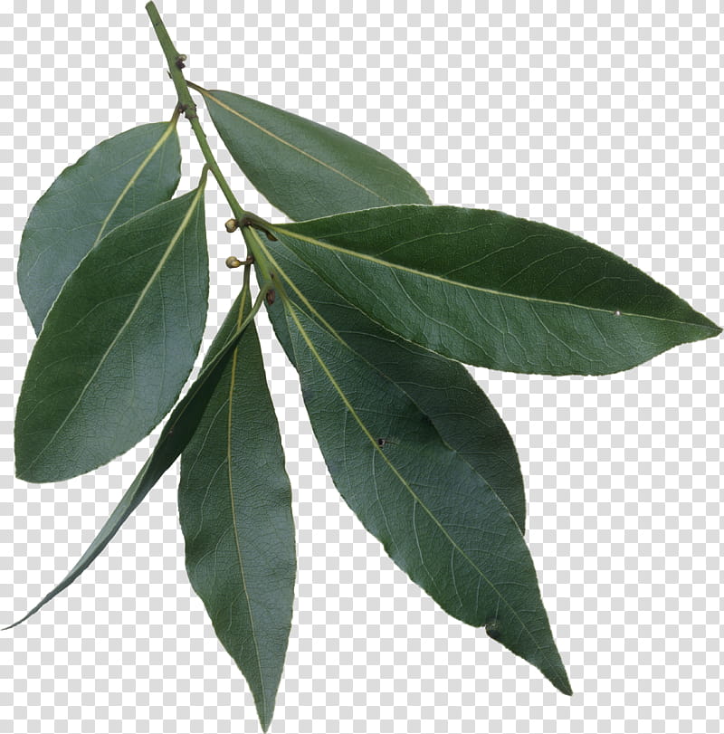 Drawing Of Family, Bay Laurel, Bay Leaf, Pimenta Racemosa, Plant, Tree, Flower, Woody Plant transparent background PNG clipart