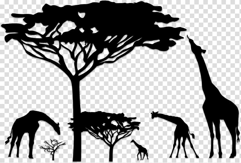 Tree Branch Silhouette, Savanna, Giraffe, Wall Decal, Lion, Baobab, Acacia, Furniture transparent background PNG clipart