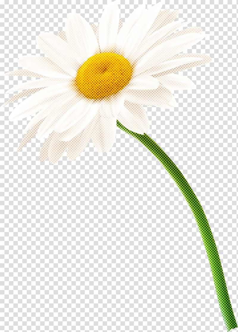 Daisy, Oxeye Daisy, Mayweed, Flower, Barberton Daisy, Gerbera, Camomile, Chamomile transparent background PNG clipart