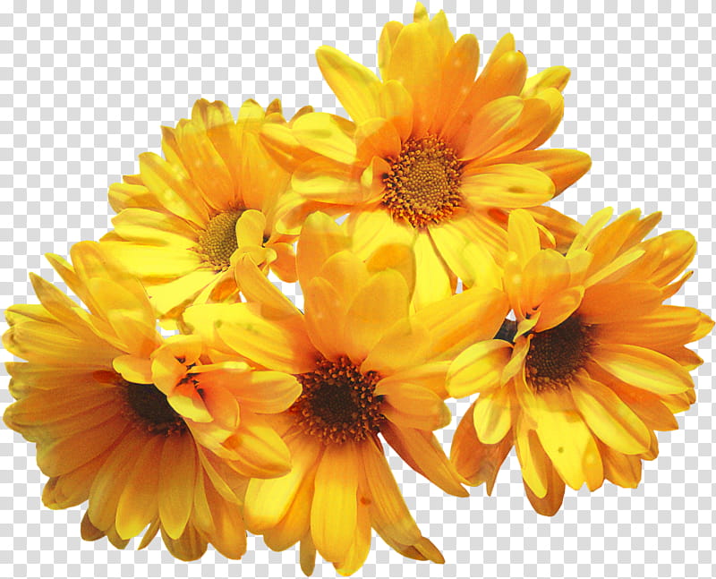 Flowers, Pot Marigold, Sunflower, Cut Flowers, Color, Pollen, Chrysanthemum, License transparent background PNG clipart