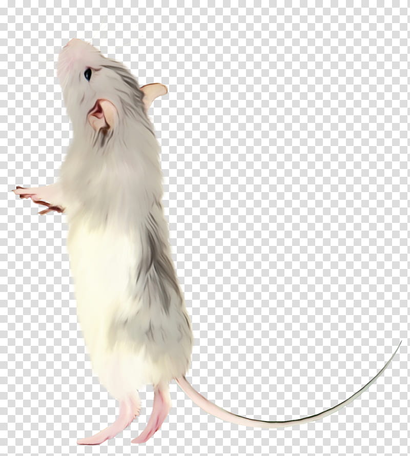 Hamster, Rat, Gerbil, Computer Mouse, Mad Catz Rat M, Fur, White, Muridae transparent background PNG clipart