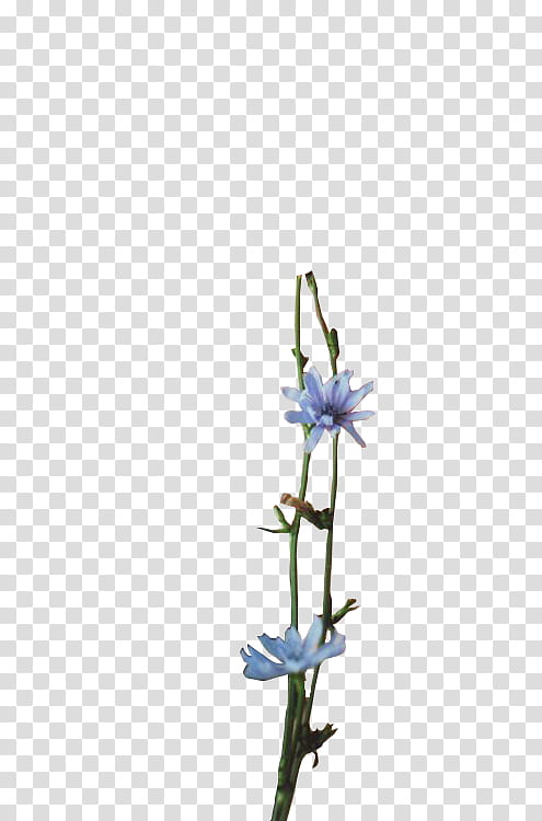 , blue petaled flower transparent background PNG clipart