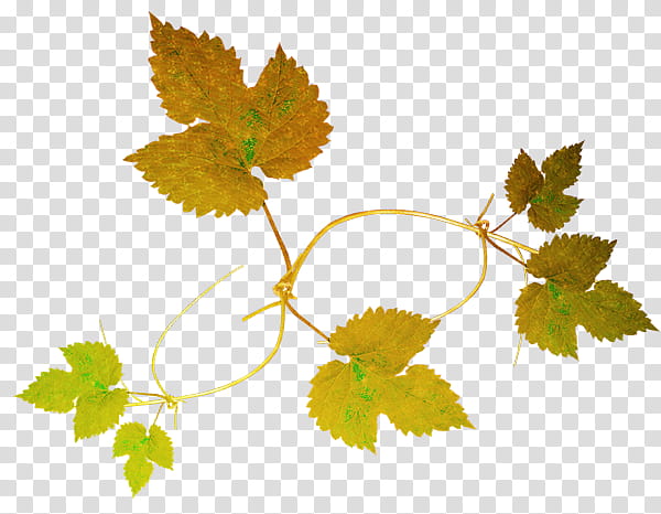 Autumn Leaves, Osenniy, Grape Leaves, Leaf, Grapevines, June, Plant Stem, Russia transparent background PNG clipart