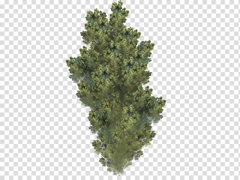 Aqua Set Fractal Set III, green plant transparent background PNG clipart