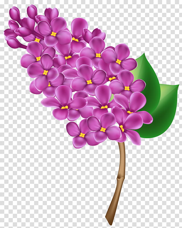 Pink Flower, Lilac, Common Lilac, Violet, Floral Design, Purple, Petal, Magenta transparent background PNG clipart
