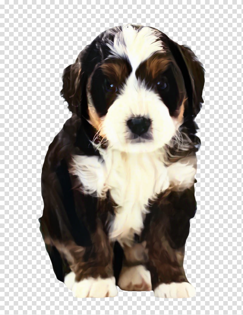 Golden Retriever, Cute Dog, Pet, Animal, Dog Breed, Bernese Mountain Dog, Puppy, Labrador Retriever transparent background PNG clipart