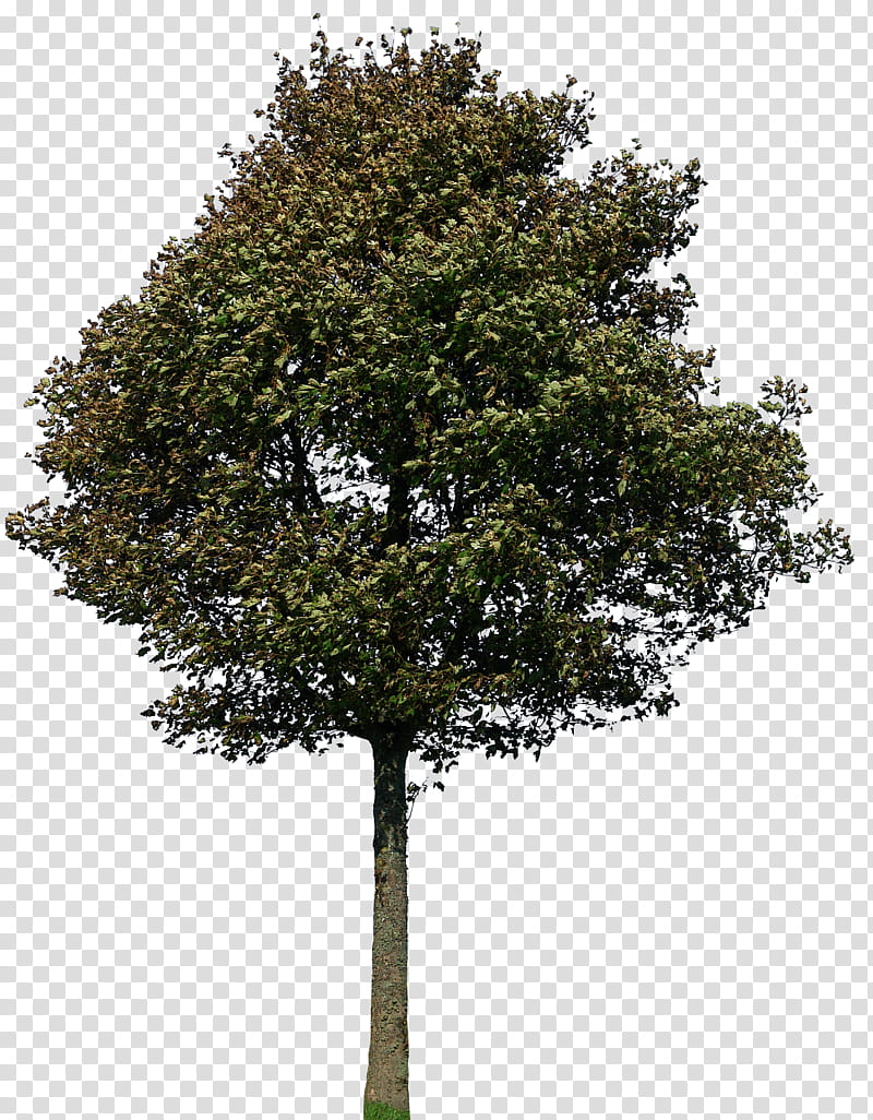 Tree , Green Tree Transparent Background Png Clipart 