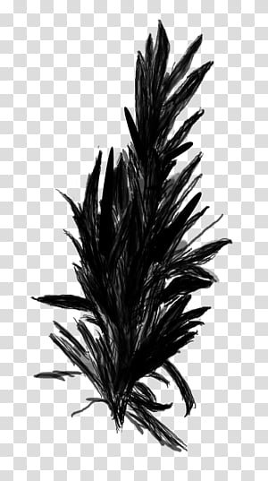 Palm Tree, Palm Trees, Feather, Plant, Leaf, Grass, Blackandwhite, Flower transparent background PNG clipart thumbnail