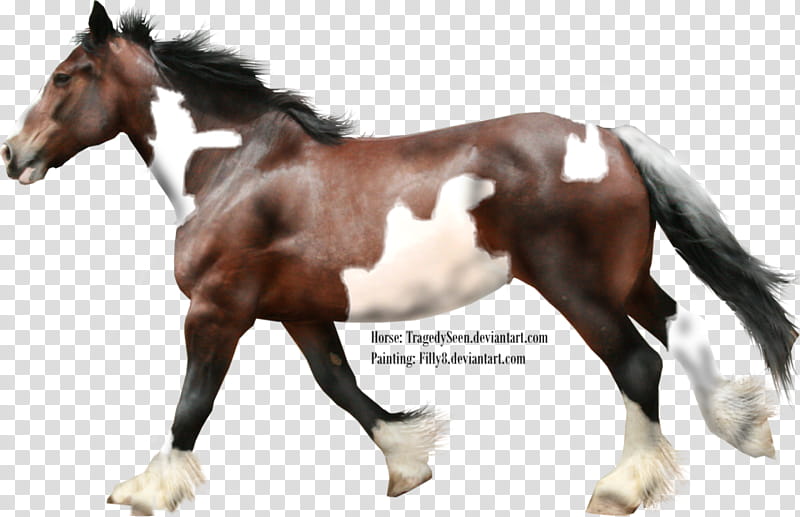Paint Shire Cutout, of brown and white coated horse transparent background PNG clipart