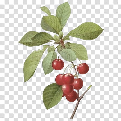 Flower II, red rasp berry illustration transparent background PNG clipart