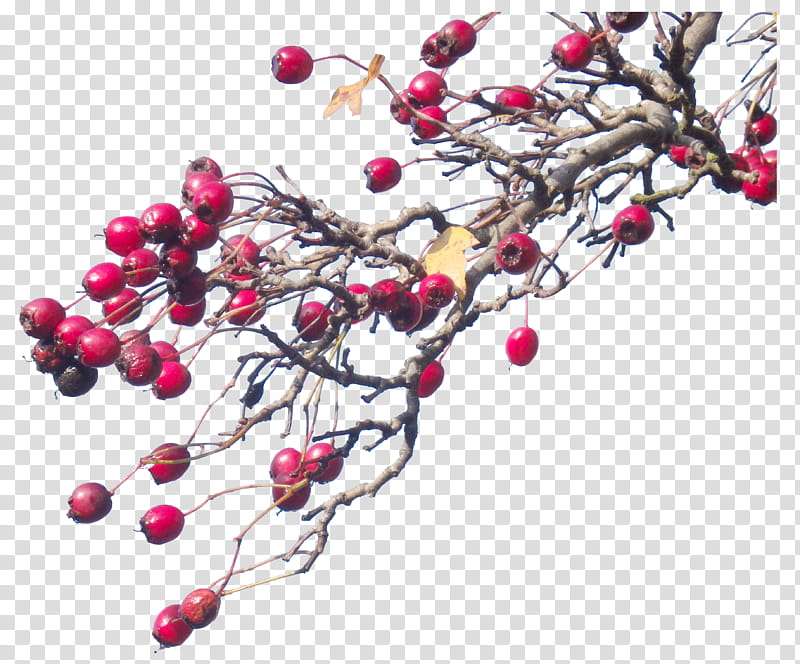 Hawthorn, round red fruits illustration transparent background PNG clipart