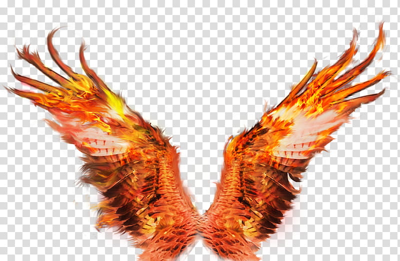 Wings Of Fire, Fire Wings Sacramento, FIREBIRD, Drawing, Orange, Feather, Claw, Golden Eagle transparent background PNG clipart
