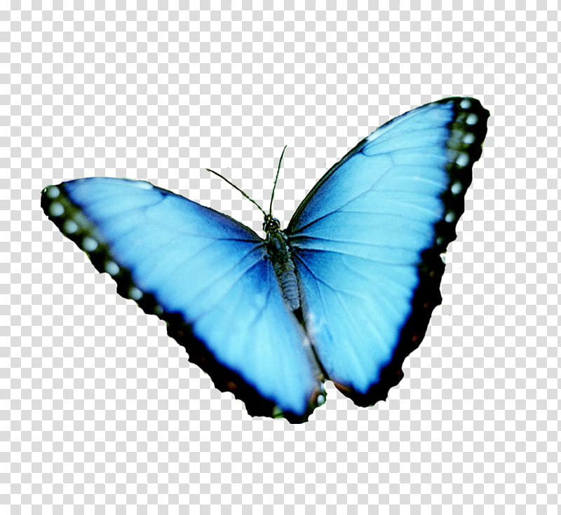 Butterfly, Menelaus Blue Morpho, Rhetenor Blue Morpho, Cabbage White, Animal, Rainforest, Tropical Rainforest, Moths And Butterflies transparent background PNG clipart