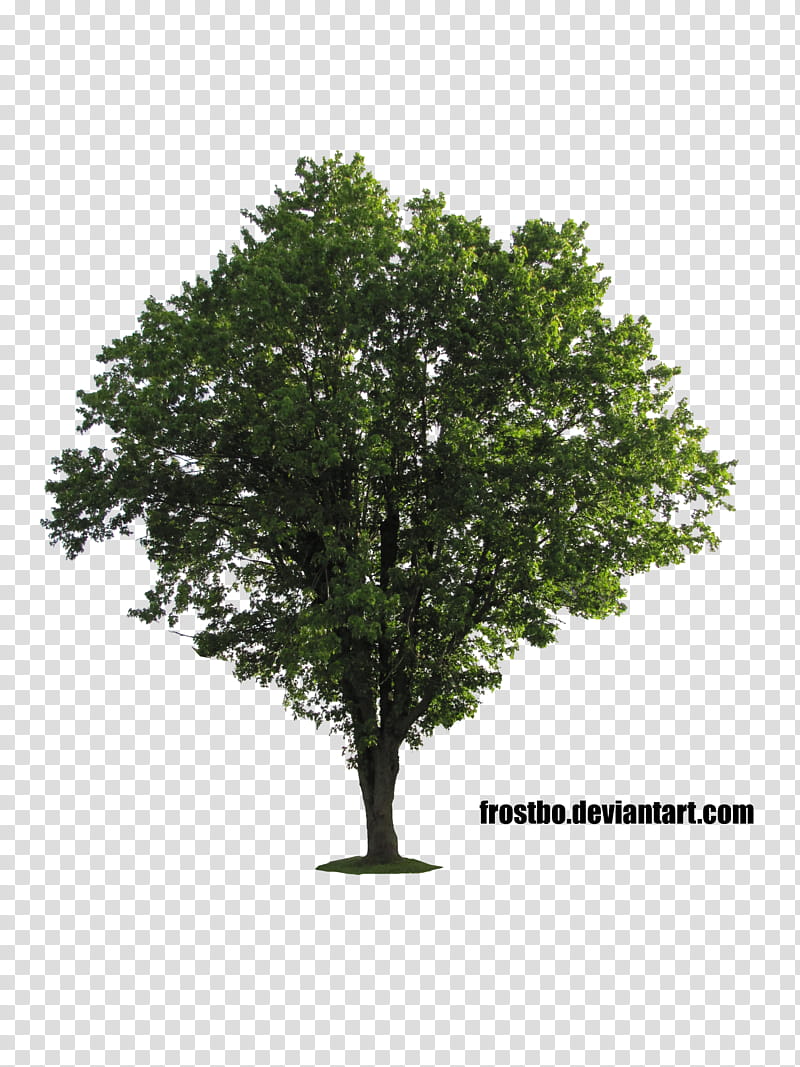 Tree  , green tree transparent background PNG clipart