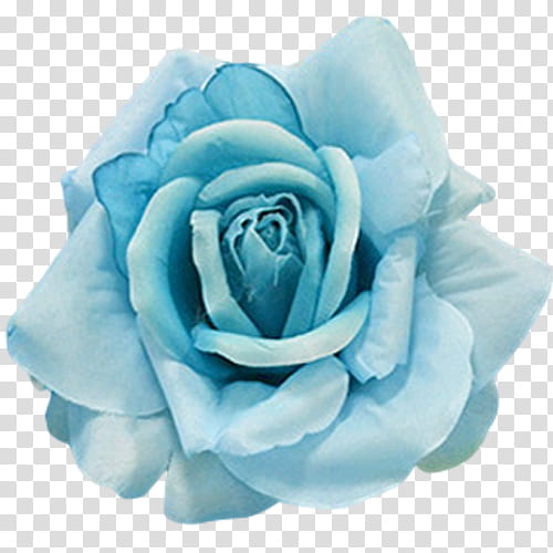 blue rose transparent background PNG clipart