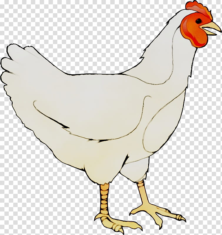 Bird Line Art, Rooster, Beak, Chicken As Food, Animal, Live, Poultry, Animal Figure transparent background PNG clipart
