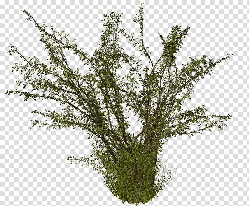 Twig, 3D Computer Graphics, Rendering, Arch, Vault, Fountain, 3D Rendering, Garden transparent background PNG clipart