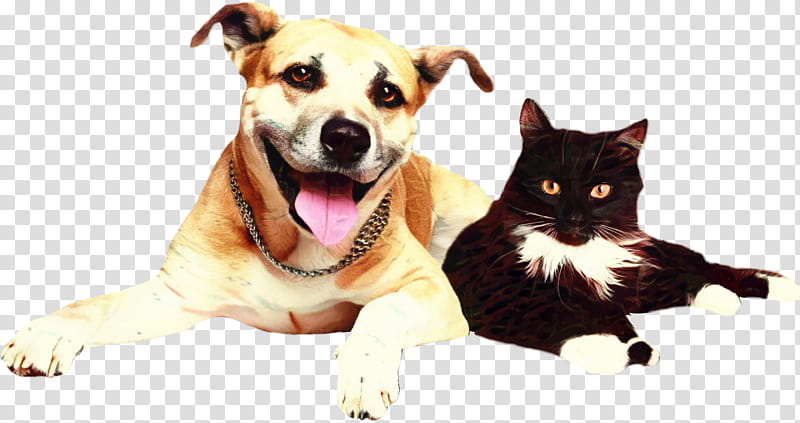 Dog And Cat, Pet, Veterinarian, Animal, Dog Grooming, Care2, Animal Welfare, Animal Shelter transparent background PNG clipart
