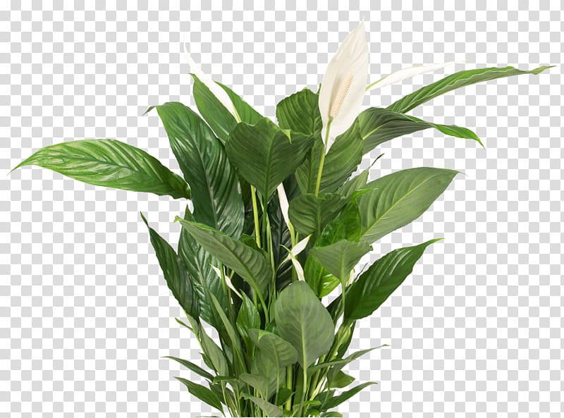 Bird Of Paradise, Flowerpot, Bird Of Paradise Flower, Houseplant, Fiddleleaf Fig, Spathiphyllum Wallisii, Weeping Fig, Plants transparent background PNG clipart