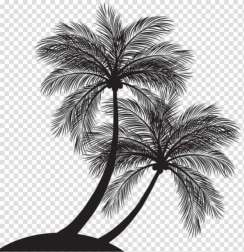 Tree Branch Silhouette, Palm Trees, Coconut, Plants, Black And White
, Woody Plant, Arecales, Borassus Flabellifer transparent background PNG clipart
