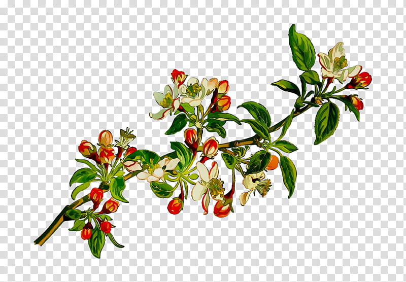 Silver Flower, Silver Buffaloberry, Lingonberry, Rose Hip, Holly, Shepherdia, Plant, Branch transparent background PNG clipart