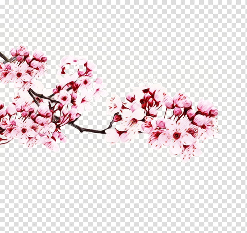 Cherry Blossom Tree Drawing, Watercolor, Paint, Wet Ink, Sakura Kinomoto, Cardcaptor Sakura Clear Card, , Flower transparent background PNG clipart