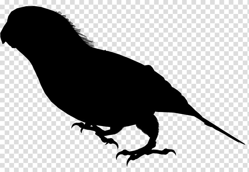 Bird Silhouette, Beak, Feather, Black, Tail, Perching Bird, Wing, Songbird transparent background PNG clipart