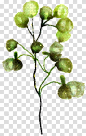 Fruit Tree, Twig, Plant Stem, Leaf, Plants, Flower, Branch transparent background PNG clipart thumbnail