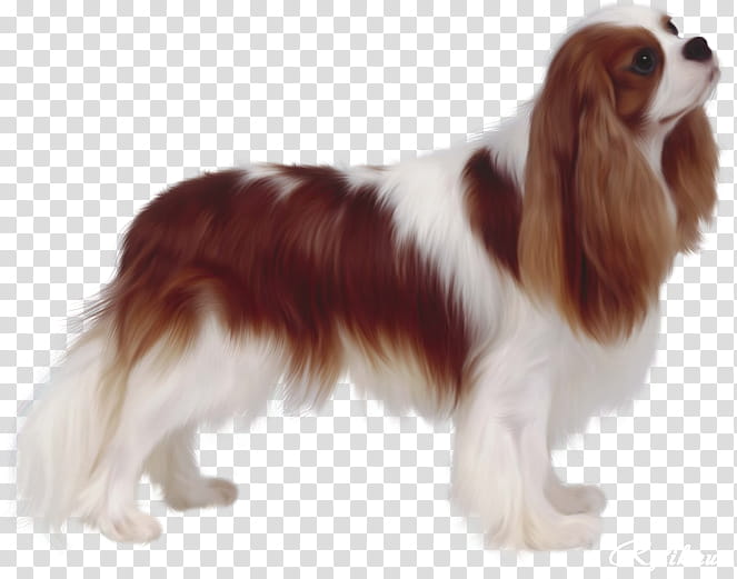 Puppy, Cavalier King Charles Spaniel, Poodle, Cavapoo, Breed, Coat, Kennel Club, Dog Grooming transparent background PNG clipart