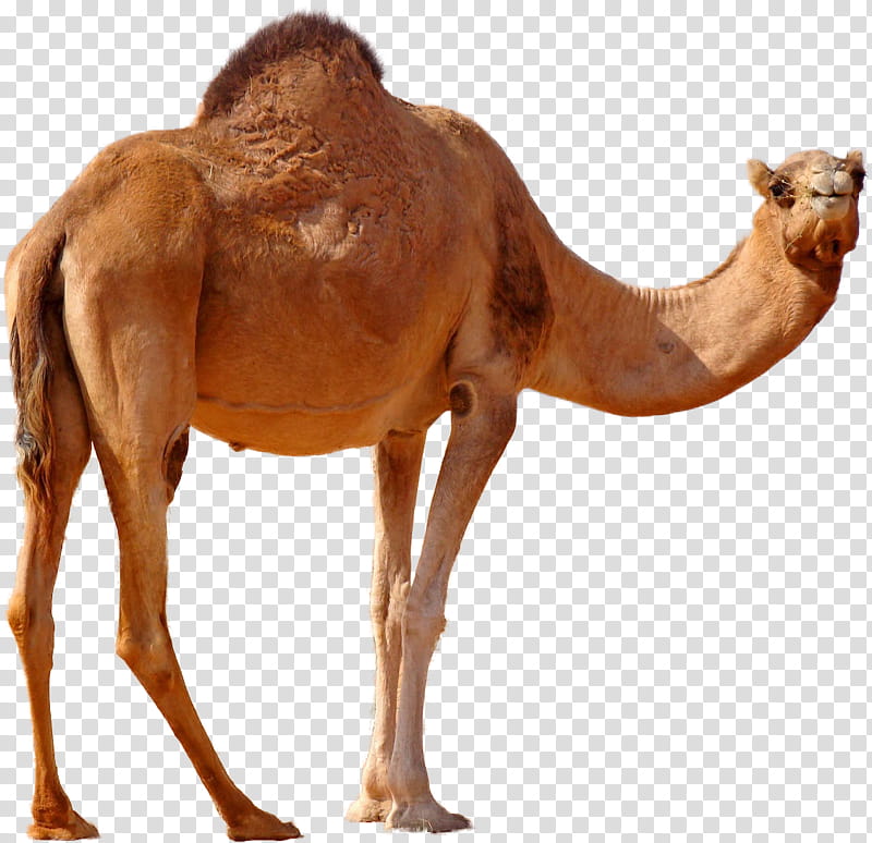 Train, Desert, Camel Train, Dromedary, Camel Safari, Caravan, Camelid, Arabian Camel transparent background PNG clipart