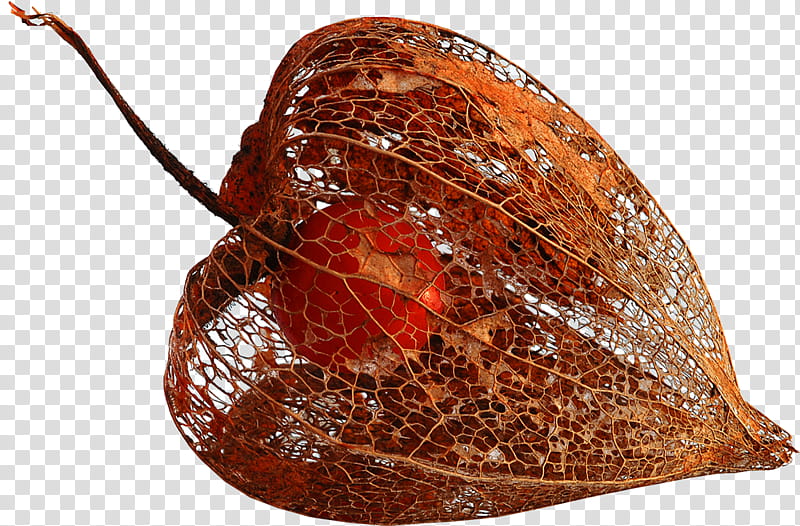 Chinese Lantern, Peruvian Groundcherry, Fruit, Dried Fruit, Plants, Painting, Physalis Pubescens, Tomato transparent background PNG clipart